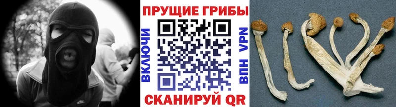 цены   Сочи  Галлюциногенные грибы GOLDEN TEACHER 
